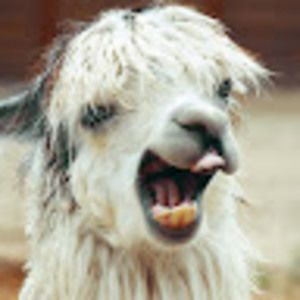 Meet your Posher, Riley